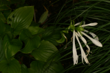 Hosta plantaginea var. japonica RCP9-06 096.jpg